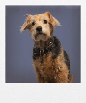 Hund Chica gehört Frau Alicia Keirath